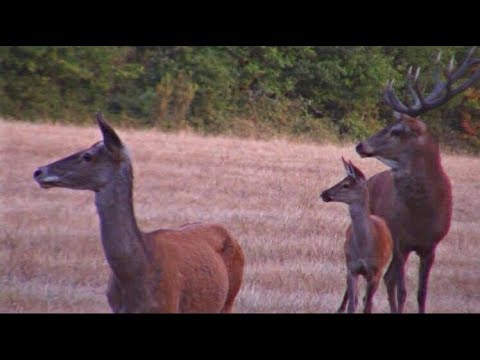 Brame du cerf en Sologne 2018  - HD