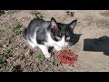 The Cute Homeless Tuxedo Cat Is Eating Cat Food For The First Time I Think