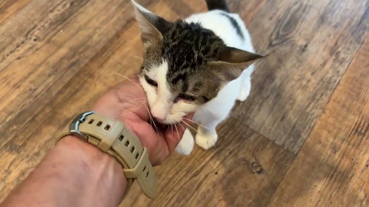 Enlarge Fiddle, a Adoptable Domestic Short Hair in Bedminster, NJ video 2/6