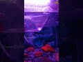 Fish Aquarium ️ Mangalore Fish Aquarium Nannavanu Enidu Enidu Song Tulunad Fish