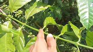 Download lagu Klon kriting ketika masih sambungan muda mp3