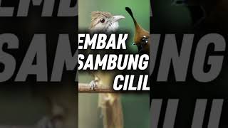 Download lagu KAPAS TEMBAK SAMBUNG CILILIN #masteranburung #masteranjernih #kapastembak #cililin mp3