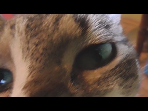 HOMEMADE JEWELRY FULL PERSIAN FLAT 5 IN 1 CHAINMAILLE WEAVE BEST TUTORIAL