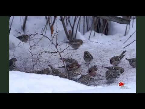 Redpolls : Safety in numbers