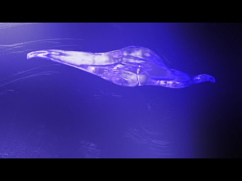 video frame placeholder