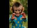 Can’t stop laughing at this monkey laugh ! 😂😁