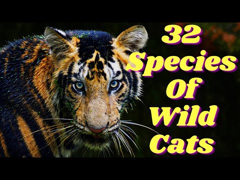 32 Species Of Wild Cats || Names Of Wild Cats