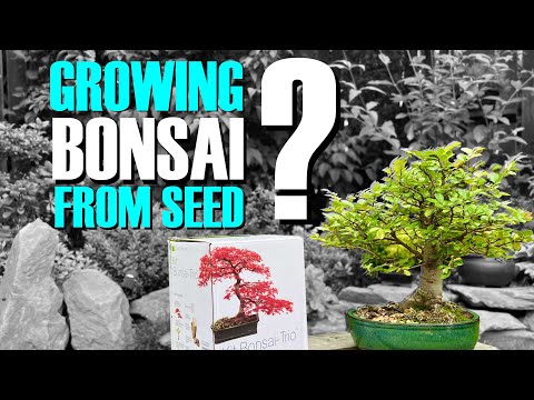 Revealed: The TRUTH about growing bonsai from seeds