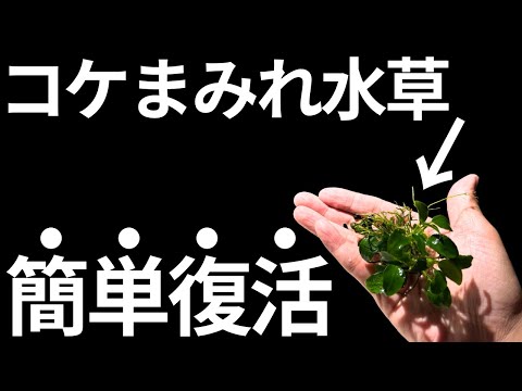 コチニールを完全に除去するにはどうすればよいでしょうか?効果的な6つの自然なヒント!  庭園