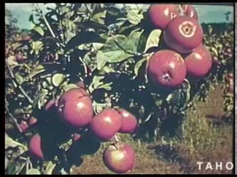 Cover image for Film - Tasmania: Australia's Apple Isle - Tasmania's apple industry in the 1950s. Sponsored Department of Agriculture