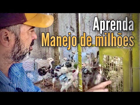 Free-range chickens in million-dollar farming