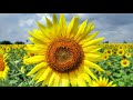 Ringtone Mp3 For Mobile Nature Chingari Ringtone LoveRingtone IphoneRingtone Newringtonesong