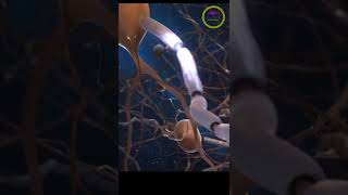 Nerves  🧠 signals | Biological 🧫 animation | #shorts #nerves
