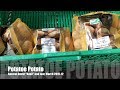 Potatoe Potato Basil And Tour March 2019 12