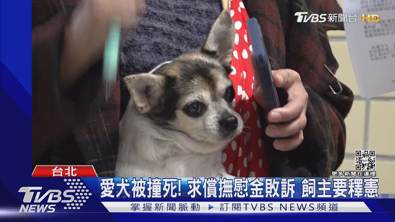 愛犬被撞死!求償撫慰金敗訴 飼主要釋憲