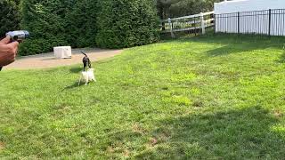 Video preview image #1 Labrador Retriever Puppy For Sale in Warrington, PA, USA
