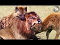 El Último Edén Los Depredadores De Kafue Animalessalvajes Llamado Salvaje TV