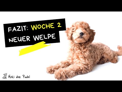 Pudel Welpe FAZIT nach der 2ten Woche - Welpenschule, soziale Kontakte & neuer Fokus,