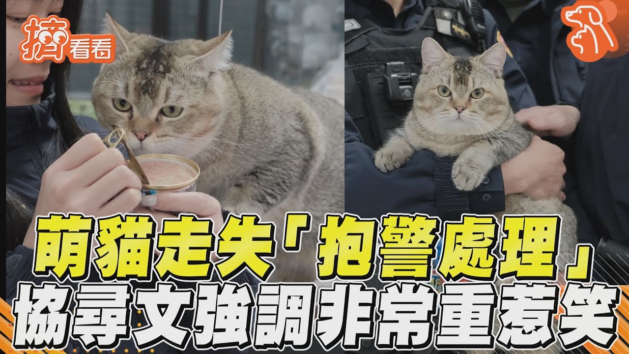 喵星人走失!警公布協尋特徵「非常重」 網友笑翻:阿嬤養的