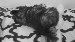 jewel kills jay for money