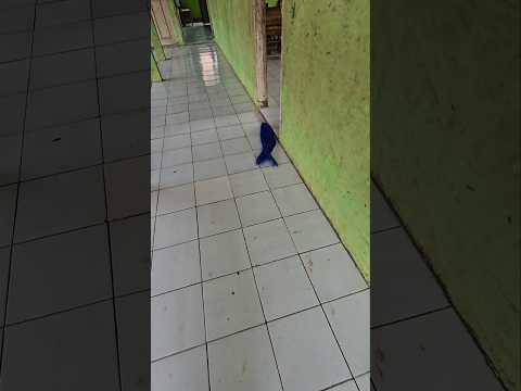 siapa yang narik rambut biru di dalam kelas #trendingshorts