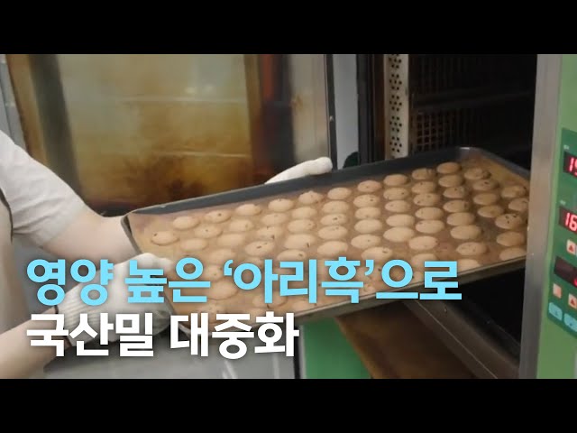 유색밀 '아리흑'으로 국산밀 대중화 나선다