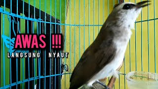 Download lagu trucukan gacor ROPEL PANJANG buat pancingan trucukan agar bunyi JADIKAN burung trucuk gacor EMOSI mp3 Download lagu trucukan gacor ROPEL PANJANG buat pancingan trucukan agar bunyi JADIKAN burung trucuk gacor EMOSI mp3