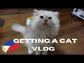 Getting a cat: My Scottish Fold || Getting a cat Philippines