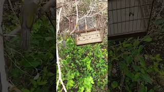 Download lagu Pikat burung liar di hutan #pikatburung #pikat mp3 Download lagu Pikat burung liar di hutan #pikatburung #pikat mp3