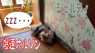 【シェルティ】爆速オルソン【フランス田舎暮らし🇫🇷】#犬の散歩 #賢い犬 #犬のいる暮らし #シェルティ