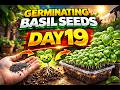 Growing Basil From Seeds March 8 Day 19