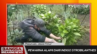 Gunakan Pewarna dari Tanaman Indigo, Kain Batik di Pasuruan ini Jadi Eksotis