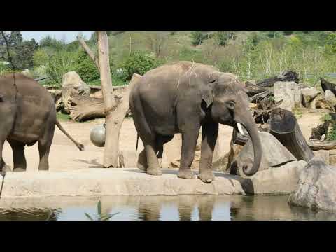 Život slonů v pražské zoo | Absolventská práce