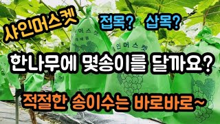 #샤인머스켓재배기술 #비가림노지시설하우스 #포도송이갯수송이수량수확