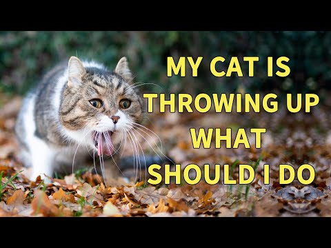 My Cat Is Throwing Up？What Should I do?