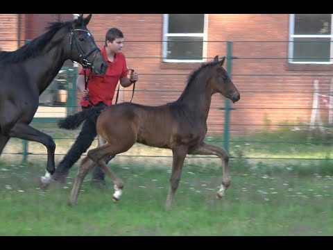 *2020 Hengst von Marc Cain - Fiderstep SOLD!!!