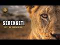 57 Minutes Of Pristine Serengeti Wildlife 4K Deep Sleep