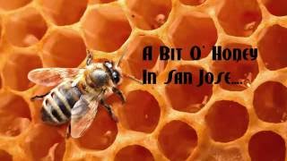 Honey Bees: A Bit O' Honey in San Jose, CA