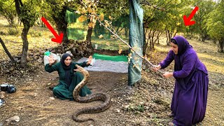 A Huge Venomous Snake Entered the Shelter | What Happened Next Shocked Everyone! 😱🐍