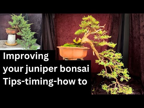 Master the Art of Cascade Bonsai! Expert Tips for Stunning Juniper Bonsai Design