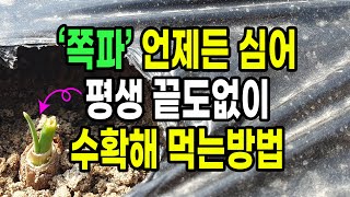 쪽파 언제든 심어 평생 끝도없이 공짜로 수확해 먹는 방법