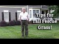 Tall Fescue Grass - Expert Lawn Care Turf Tips ...