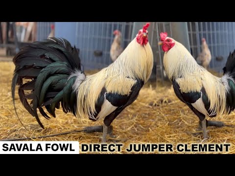 Jumper Clement Rat Graves Dink Fair Sweater White Asil Hennie - Savala Fowl