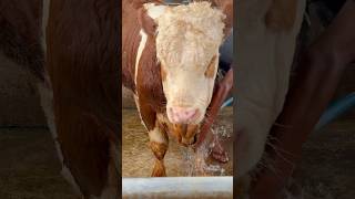 Download lagu Dragon sapi terbaik Blitar mp3