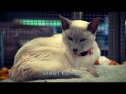 Pet Community - Kumari