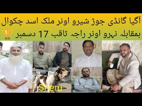 Pakistani Mastiff Bully Breed Dog Name Sheru Owner Malik Asad of Chakwal Pak Punjab Group #doglover