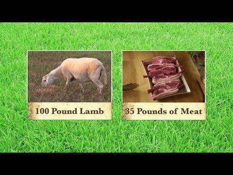 download lagu mp3 mp4 Average Weight Of A Lamb Chop, download lagu Average Weight Of A Lamb Chop gratis, unduh video klip Average Weight Of A Lamb Chop