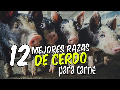 , title : '12 mejores razas de CERDOS para CARNE del MUNDO'