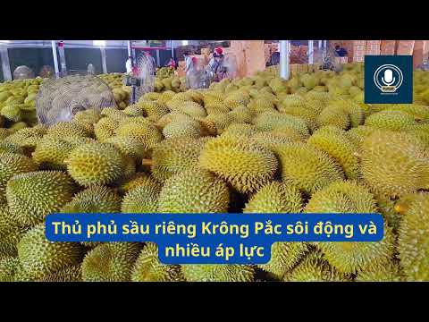 thu-phu-sau-rieng-krong-pac-soi-dong-va-nhieu-ap-luc