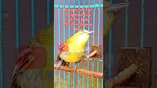 Download lagu Pancingan pikat Paling Ampuh Sirtu Cipoh Jenis Apapun 100% Jamin Langsung Nyaut#sirtugacor #Shorts mp3